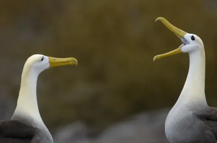 Framed Print : Waved albatross (Phoebastria irrorata) pair in courtship ritual which they perfect over the years Framed Print : Waved albatross (Phoebastria irrorata) pair in courtship ritual which they perfect over the years