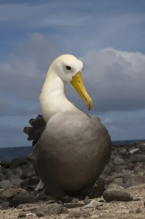 Framed Print : Waved Albatross (Phoebastria irrorata) preening Punta Cevallos, Espaaa'ola Island