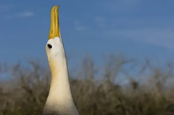 Framed Print : Waved Albatross (Phoebastria irrorata) Punta Cevallos, Espanola Island, Galapagos Islands, Ecuador