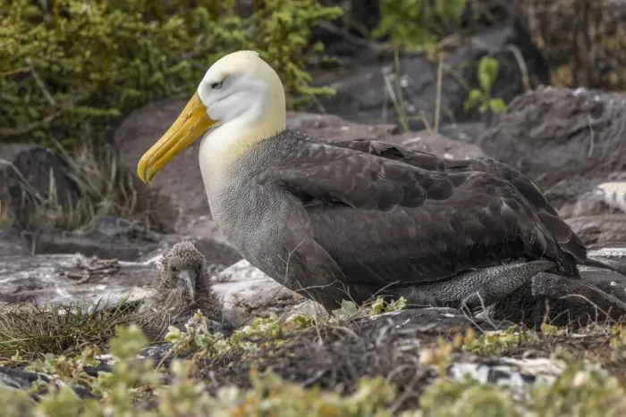 Framed Print : Waved albatross and single chick nesting on the ground, Espanola Island, Galapagos Islands, Ecuador