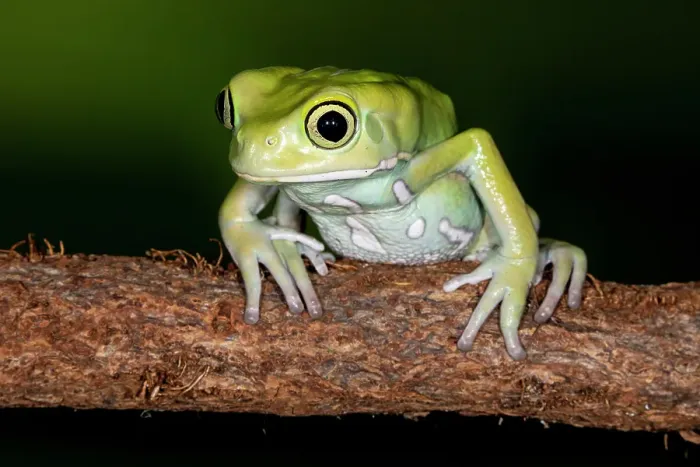Framed Print : Waxy Monkey tree frog