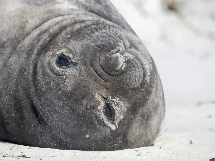 Framed Print : Weaned pup. Southern elephant seal during mating and pupping season on a beach on Sea Lion Island. South America, Falkland Islands
