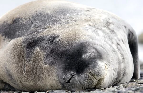Weddell seal Antarctica