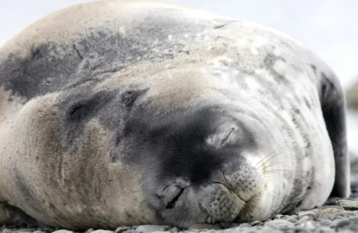 Framed Print : Weddell seal Antarctica