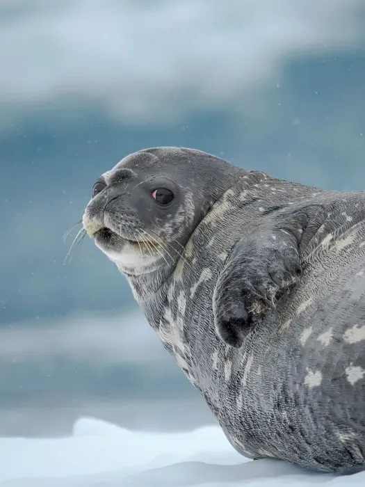 Framed Print : Weddell seal on ice floe in the Cierva Cove, Antarctic Peninsula. Antarctica Framed Print : Weddell seal on ice floe in the Cierva Cove, Antarctic Peninsula. Antarctica