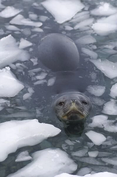weddell seal, Leptonychotes weddellii, in the waters along the western Antarctic Peninsula