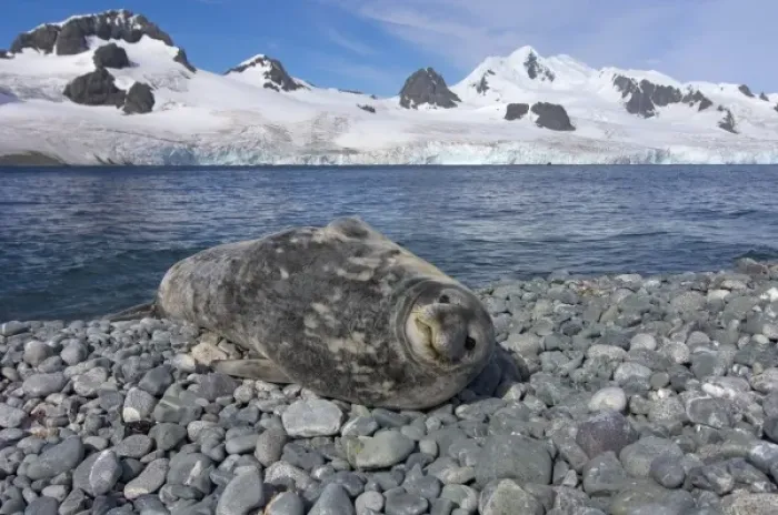 Framed Print : weddell seal, Leptonychotes weddellii, resting on a rocky beach along the western