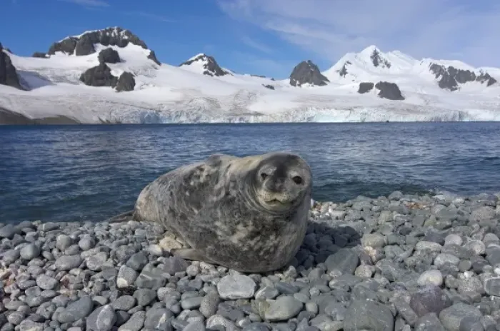 Framed Print : weddell seal, Leptonychotes weddellii, resting on a rocky beach along the western Framed Print : weddell seal, Leptonychotes weddellii, resting on a rocky beach along the western