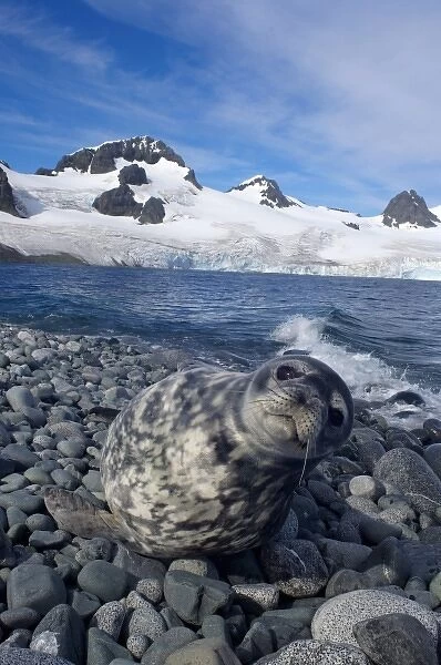 weddell seal, Leptonychotes weddellii, resting on a rocky beach along the western