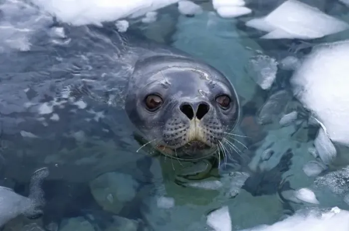 Framed Print : weddell seal, Leptonychotes weddellii, in the waters along the western Antarctic Peninsula