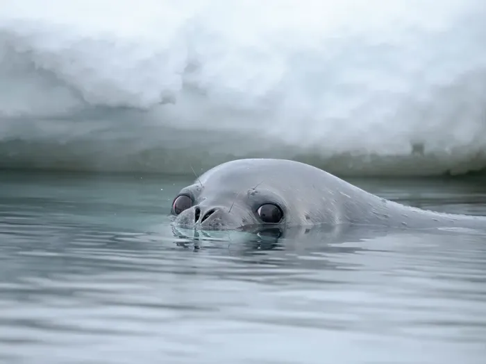 Framed Print : Weddell seal swimming near Goudier Island, Antarctic Peninsula. Antarctica
