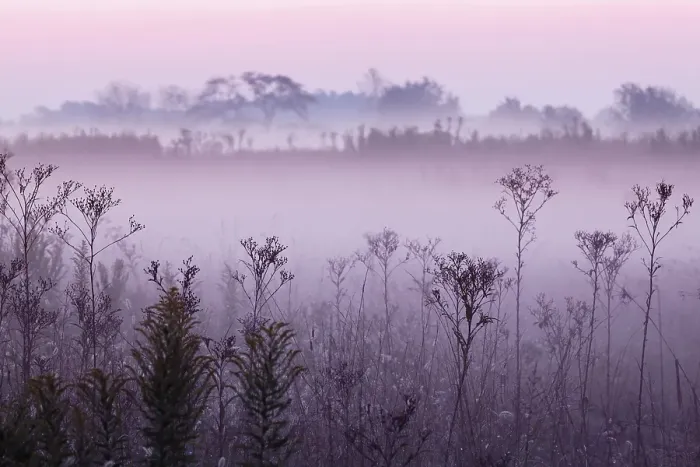 Framed Print : Weed stems silhouetted and foggy sunrise, Oldham County, Kentucky