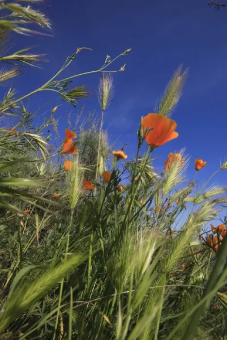 Framed Print : Weeds and poppies from worms-view. Santa Cruz coast, California, US