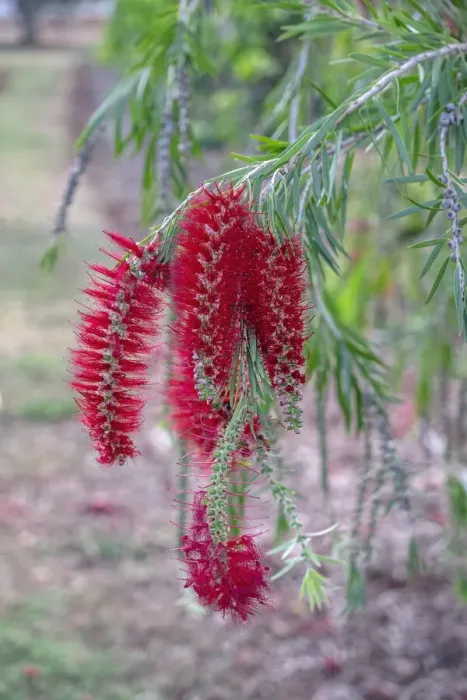 Framed Print : Weeping Bottlebrush tree flowers Framed Print : Weeping Bottlebrush tree flowers