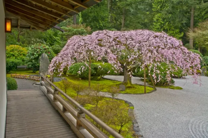 Framed Print : Weeping Cherry, Paviliion, Flat Garden, Portland Japanese Garden, Portland, Oregon, USA