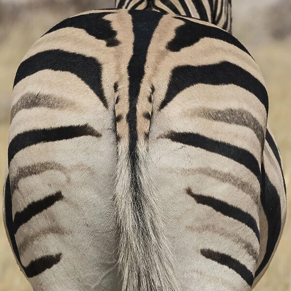 Well-groomed butt end of a Burchells Zebra, equus quagga burchellii, Etosha National Park