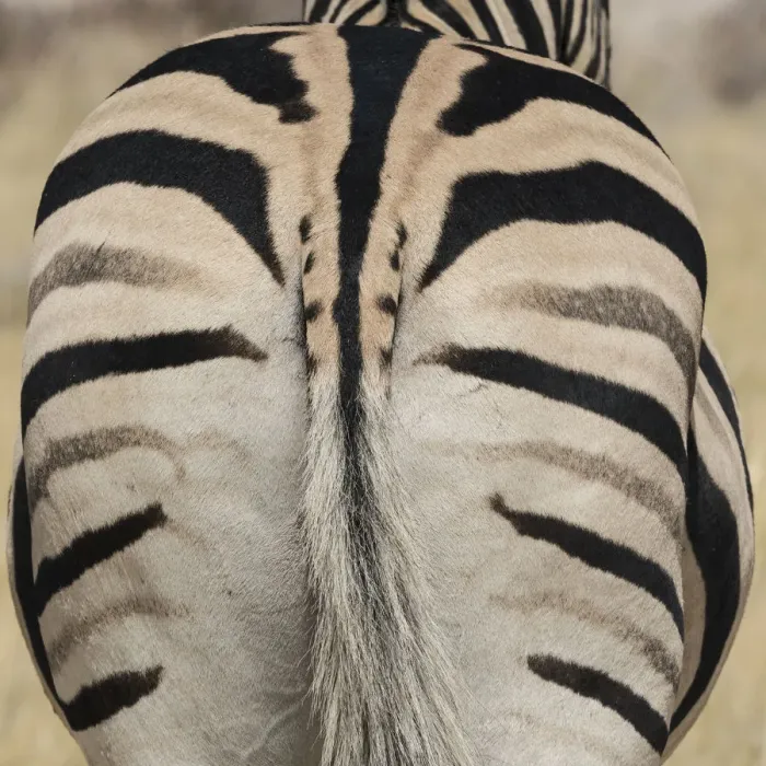 Framed Print : Well-groomed butt end of a Burchells Zebra, equus quagga burchellii, Etosha National Park Framed Print : Well-groomed butt end of a Burchells Zebra, equus quagga burchellii, Etosha National Park
