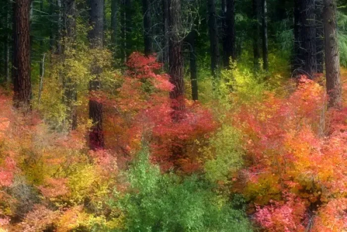 Framed Print : Wenatchee National Forest in Autumn, Washington, USA