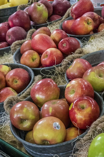 Wenatchee, Washington State, USA. Refrigerated display case of freshly harvested locally grown Fuji and other apples for sale at a produce stand