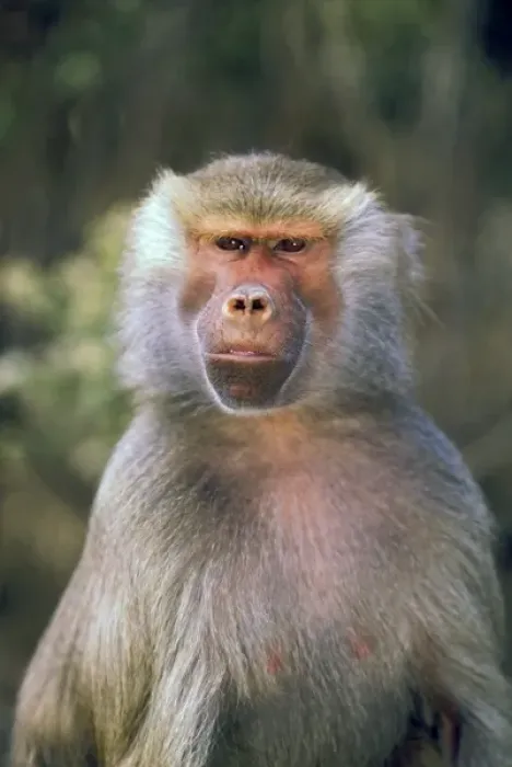 Framed Print : West Africa. Hamadryas baboon, or papio hamadryas Framed Print : West Africa. Hamadryas baboon, or papio hamadryas