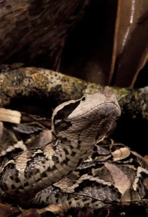 Framed Print : West African Gaboon Viper (Bitis gabonica) Framed Print : West African Gaboon Viper (Bitis gabonica)