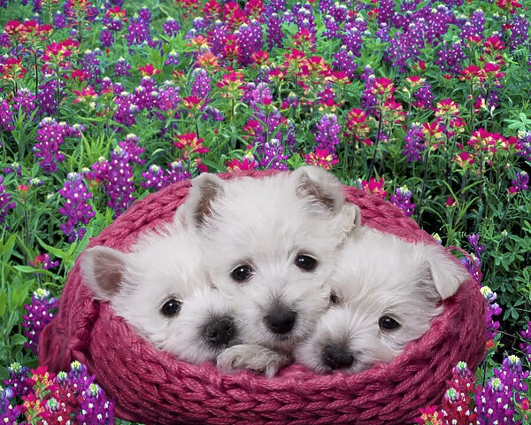 West highland white terrier puppies in basket