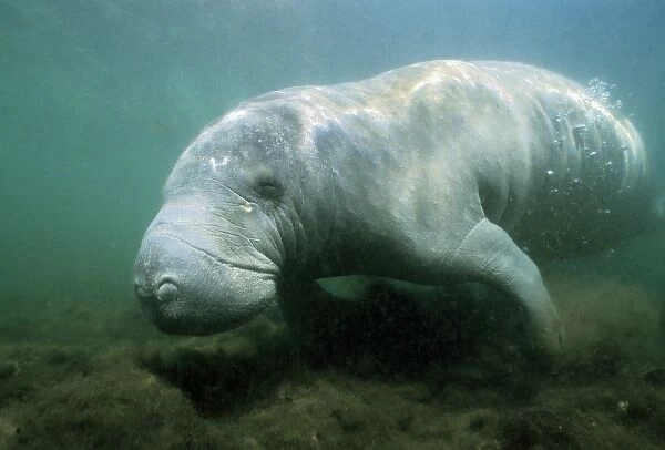West Indian Manatee, (Trichechus manatus), wild, underwater, Crystal River, Citrus County