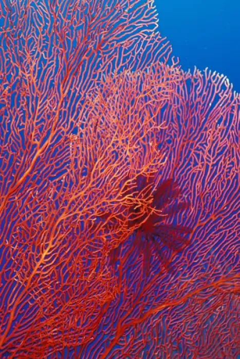 Framed Print : West New Britain, Papua New Guinea, fan coral