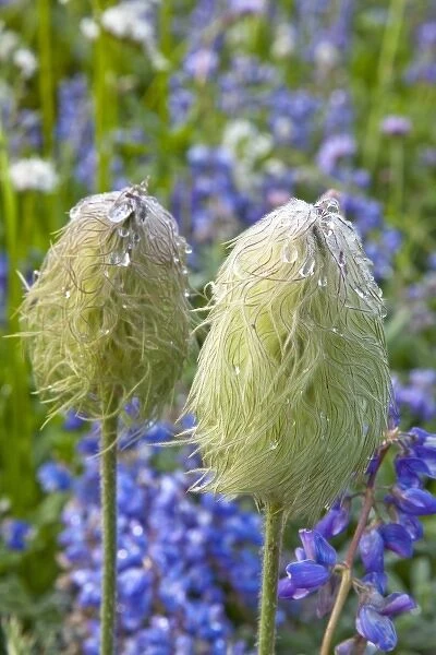 Western Anemone in seed stage in a meadow with lupine