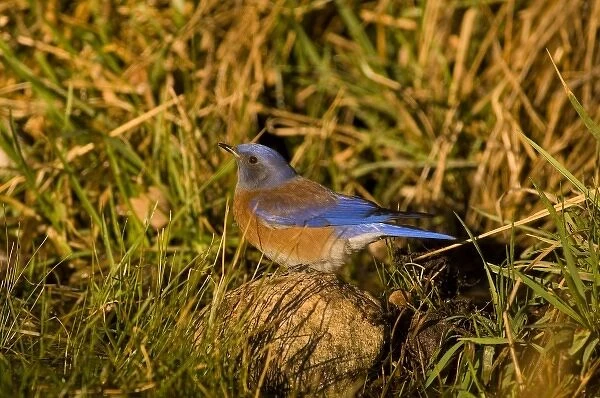 Western bluebird, Sialia mexicana, adult male drinks from a natural spring at sunrise