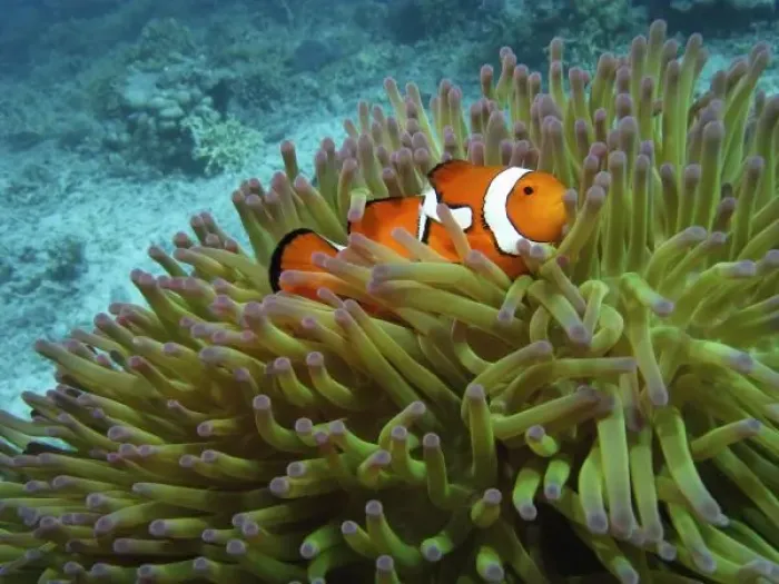 Framed Print : Western Clownfish ( Amphiprion ocellaris ), in Anemone, Agincourt Reef, Great Barrier Reef Framed Print : Western Clownfish ( Amphiprion ocellaris ), in Anemone, Agincourt Reef, Great Barrier Reef