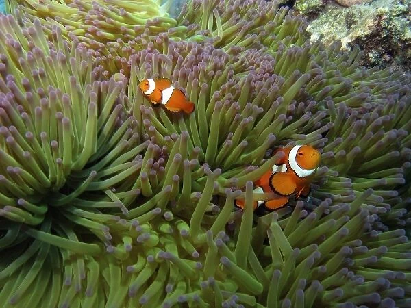 Western Clownfish ( Amphiprion ocellaris ), in Anemone, Agincourt Reef, Great Barrier Reef