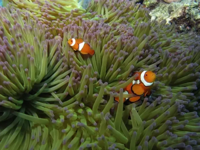 Framed Print : Western Clownfish ( Amphiprion ocellaris ), in Anemone, Agincourt Reef, Great Barrier Reef Framed Print : Western Clownfish ( Amphiprion ocellaris ), in Anemone, Agincourt Reef, Great Barrier Reef