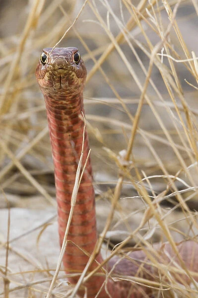 Western Coachwhip (Masticophis flagellum) red colored population in west Texas