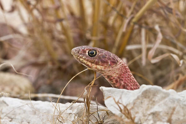 Western Coachwhip (Masticophis flagellum) red colored population in west Texas