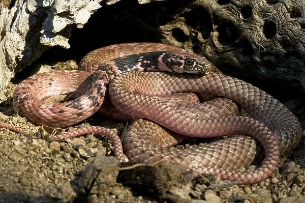 Western Coachwhip Snake, Masticophis flagellum, resting on sand by a log in SW Arizona, USA