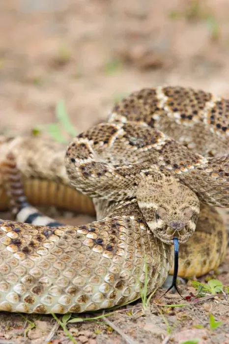 Framed Print : Western diamondback rattlesnake coiled, Crotalus atrox, controlled conditions Framed Print : Western diamondback rattlesnake coiled, Crotalus atrox, controlled conditions