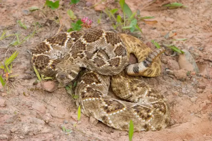 Framed Print : Western diamondback rattlesnake coiled, Crotalus atrox
