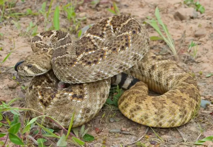 Framed Print : Western diamondback rattlesnake coiled in strike postion, Crotalus atrox Framed Print : Western diamondback rattlesnake coiled in strike postion, Crotalus atrox