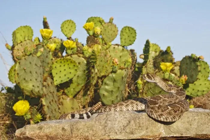 Framed Print : Western Diamondback Rattlesnake (Crotalus atrox) sunning on a rock by prickly pear cactus in bloom