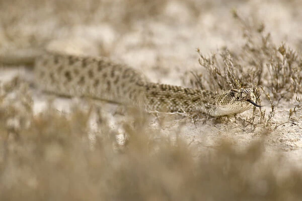 Western Diamondback Rattlesnake, Crotelus atrox, Welder Flats, TX