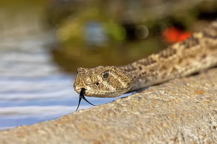 Framed Print : Western diamondback rattlesnake or Texas diamond-back, Rio Grande Valley, Texas Framed Print : Western diamondback rattlesnake or Texas diamond-back, Rio Grande Valley, Texas