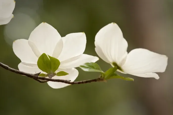 Framed Print : Western dogwood flowers, Yosemite National Park Framed Print : Western dogwood flowers, Yosemite National Park
