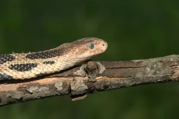 Framed Print : Western fox snake on log. Eye showing shedding will take place soon Framed Print : Western fox snake on log. Eye showing shedding will take place soon