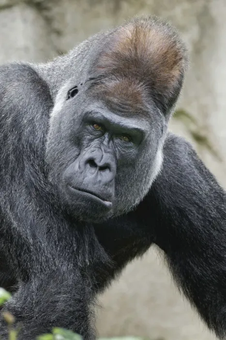 Framed Print : Western Gorilla, Cincinnati Zoo Framed Print : Western Gorilla, Cincinnati Zoo