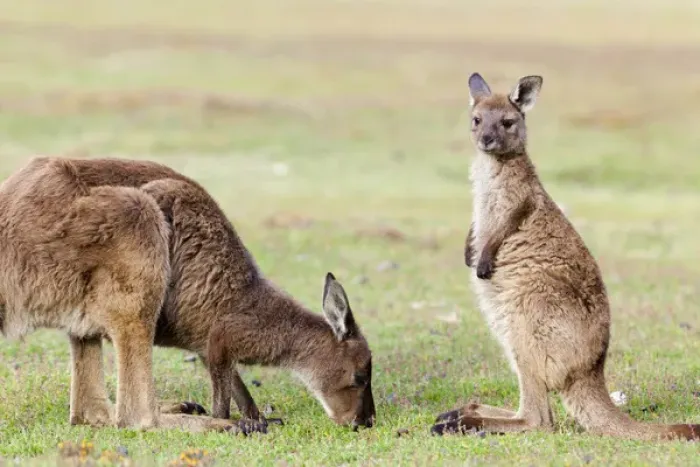 Framed Print : Western grey kangaroo (Macropus fuliginosus), on Kangaroo Island in the Flinders Framed Print : Western grey kangaroo (Macropus fuliginosus), on Kangaroo Island in the Flinders