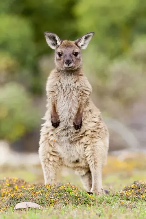 Framed Print : Western grey kangaroo (Macropus fuliginosus), on Kangaroo Island in the Flinders Framed Print : Western grey kangaroo (Macropus fuliginosus), on Kangaroo Island in the Flinders