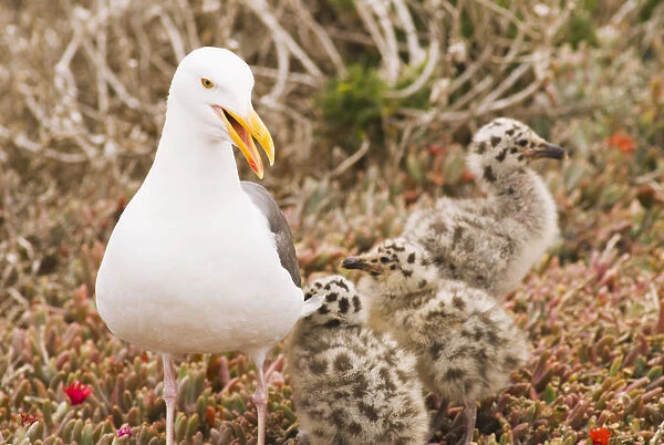 Western gull (Larus occidentalis) and chicks, Anacapa Island, Channel Islands National Park