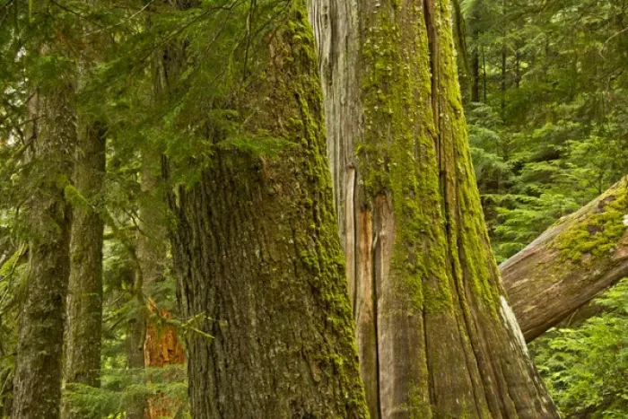Framed Print : Western Hemlock, cedar, Grove of the Patriarchs, Mount Rainier National Park, Washington Framed Print : Western Hemlock, cedar, Grove of the Patriarchs, Mount Rainier National Park, Washington