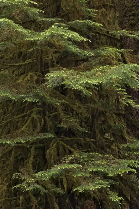Framed Print : Western hemlock tree, Hoh Rainforest, Olympic National Park, Washington State